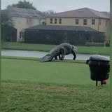 Gigantic alligator spotted roaming Florida golf course