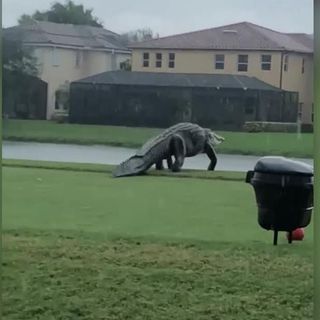 Gigantic alligator spotted roaming Florida golf course