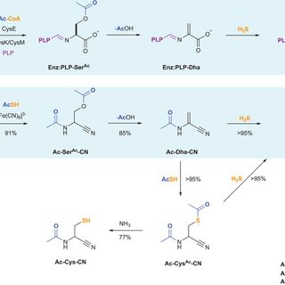 Prebiotic synthesis of cysteine peptides that catalyze peptide ligation in neutral water