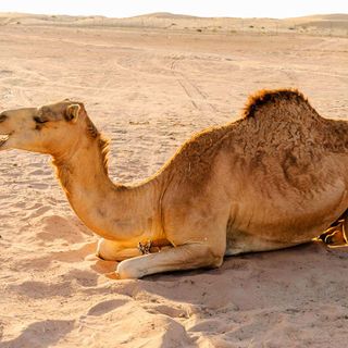 Gel layer inspired by camel fur could keep food and medicines cool