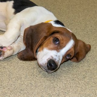 Judge awards custody of 55 rescued dogs to Humane Society of Missouri