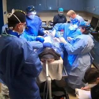 Shark receives successful spinal surgery from Ocean Springs surgeon