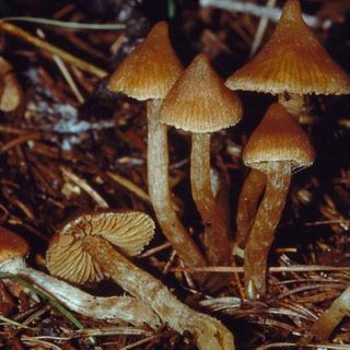 Canada Is Allowing People With Depression to Do Psychedelic Mushrooms