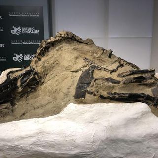 NC Museum of Natural Sciences unveils world's first complete T. rex :: WRAL.com