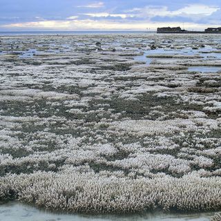 Scientists Discover CRISPR Gene Editing Technique for Corals To Help It Survive Climate Change