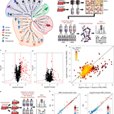 An exported kinase family mediates species-specific erythrocyte remodelling and virulence in human malaria | Nature Microbiology