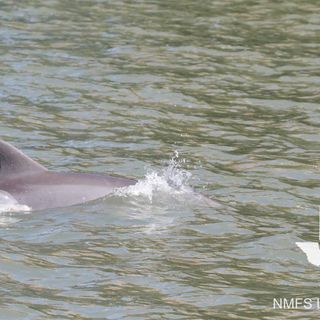 PHOTOS: Baby dolphin calf in need of help in Galveston area, local nonprofit says