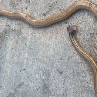 Invasive snake-like worms popping up again in Georgia. Here’s what to do if you see one