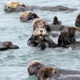 Want to save sea otters? The key might be moving them into San Francisco Bay -- away from great white sharks
