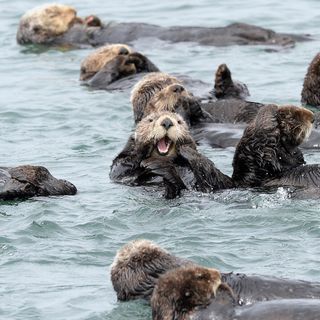 Want to save sea otters? The key might be moving them into San Francisco Bay -- away from great white sharks