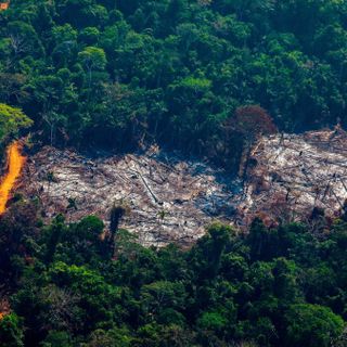 Deforestation Spikes in the Amazon Amid Coronavirus Crisis