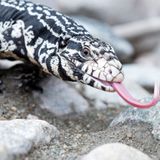 Giant Tegu Lizards Are Moving Into Georgia — and They’re Not Welcome