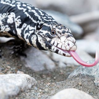 Giant Tegu Lizards Are Moving Into Georgia — and They’re Not Welcome