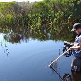 Estuaries are warming at twice the rate of oceans and atmosphere