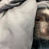 Here’s the cutest pig, maybe ever | She was found in DC with a broken leg, and is happily oinking once again