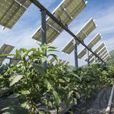 Solar Panels + Agriculture: You Ain't Seen Nothing Yet