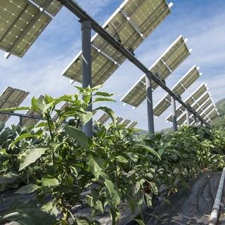 Solar Panels + Agriculture: You Ain't Seen Nothing Yet