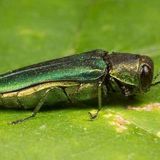 Emerald Ash Borer Infestation Spreads To 7 Maine Communities