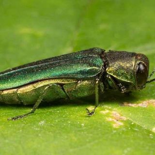 Emerald Ash Borer Infestation Spreads To 7 Maine Communities