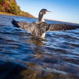 Maine Biologists Are On A Mission To Restore The Call Of The Loon To Its Historic Range