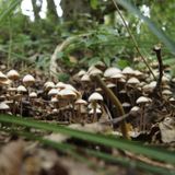 2 psilocybin therapy patients share their experiences