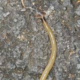 An invasive, snake-like hammerhead worm is popping up in Georgia | CNN