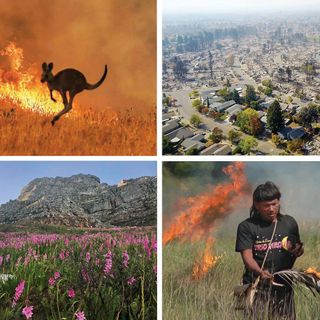 Fire and biodiversity in the Anthropocene