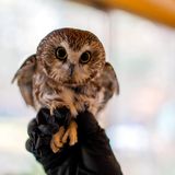 Rockefeller, the viral stowaway Christmas tree owl, flies free