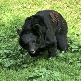 Wild bear attacks in Japan reach highest number in five years