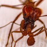 These Ants Suit Up in a Protective 'Biomineral Armor' Never Seen Before in Insects