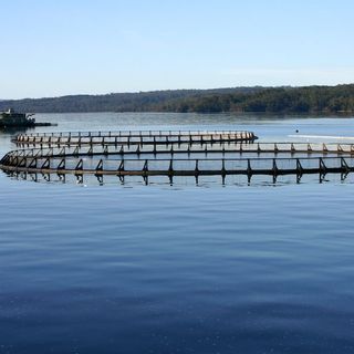 50,000 Farmed Salmon Escape Into the Tasmanian Ecosystem - EcoWatch