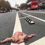 The Dead Turkey On Pennsylvania Avenue Is Gone Now, But Not Before Someone Took A Selfie With It