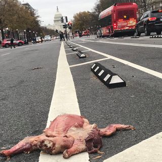 The Dead Turkey On Pennsylvania Avenue Is Gone Now, But Not Before Someone Took A Selfie With It