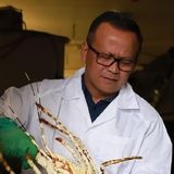 Indonesian Fisheries Minister Edhy Prabowo arrested over alleged lobster corruption - ABC News