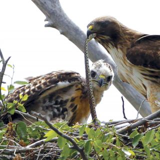 Trump administration moves ahead on gutting protections for birds