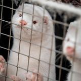 COVID-19 virus confirmed in mink at Oregon fur farm