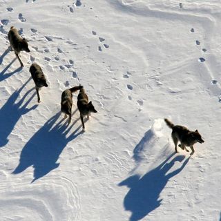 Why is Minnesota the only mainland state with an abundance of wolves?