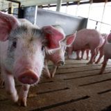 Iowa's 'ag gag' has stifled investigations, despite pending court challenges - Iowa Capital Dispatch