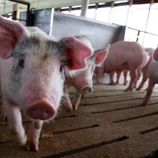 Iowa's 'ag gag' has stifled investigations, despite pending court challenges - Iowa Capital Dispatch