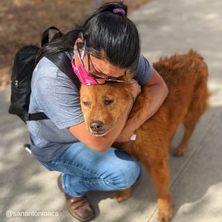 Local dog gets 'emotional' reunion with owner after 7 years