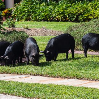 Manatee County community says they have a growing pig problem