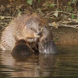 Exmoor colony of beavers builds first UK dam for 400 years - here's why they do it