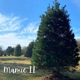 Christmas tree harvested from Texas state park taken to state Capitol for holidays