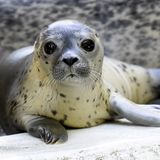 Zoo might feed animals to each other to stay afloat during lockdown