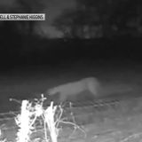 Mountain Lion Spotted in Dallas County: TPWD Confirms