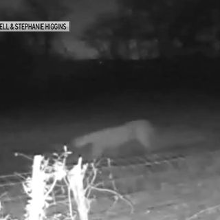 Mountain Lion Spotted in Dallas County: TPWD Confirms