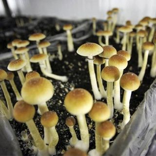 How to get on the ‘magic’ mushroom advisory board