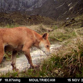 The New Guinea singing dog, once thought extinct, is alive in the wild