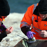 Journey to Antarctica: How Scientists Are Using Seals to Measure the Warming Ocean