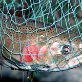 Salmon have been dying mysteriously on the West Coast for years. Scientists think a chemical in tires may be responsible